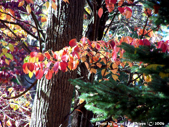 Autumn Snapshot.