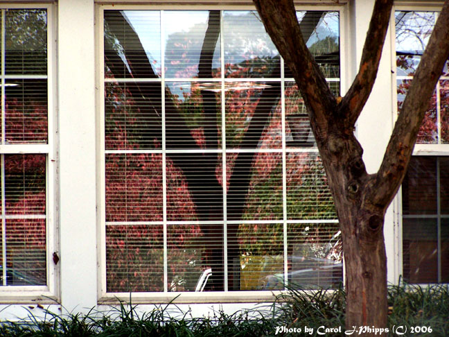 Sheltered ~ Autumn Reflection.