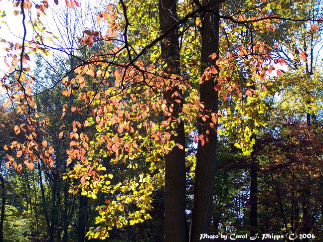 The color of Fall Light.