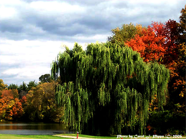 Willow! Willow! Stand by Me!