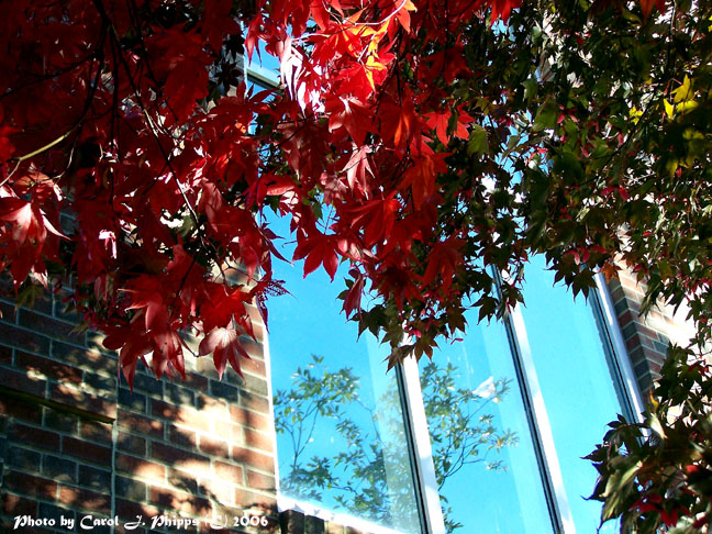 Fall Reflecting Up!