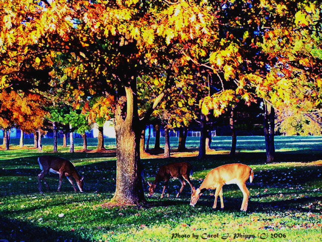 Deer at Dusk.