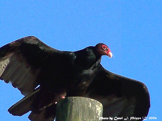 Turkey Vulture.