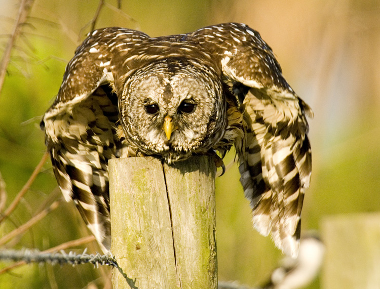 Barred Owl Ready for Takeoff 24