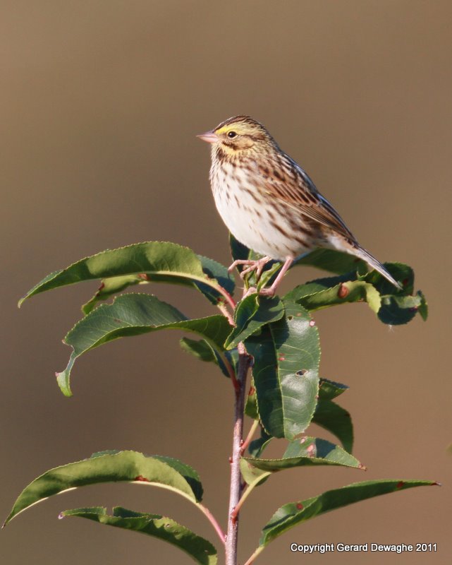 Savannah Sparrow