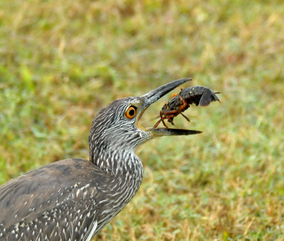 Immature  Yellow-crowned Night-Heron