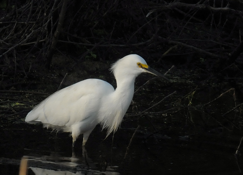 Snowy Egret