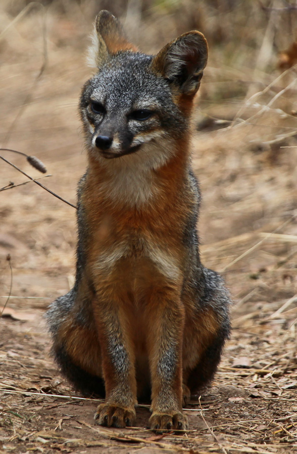 Endemic species of fox particular to Santa Cruz Island