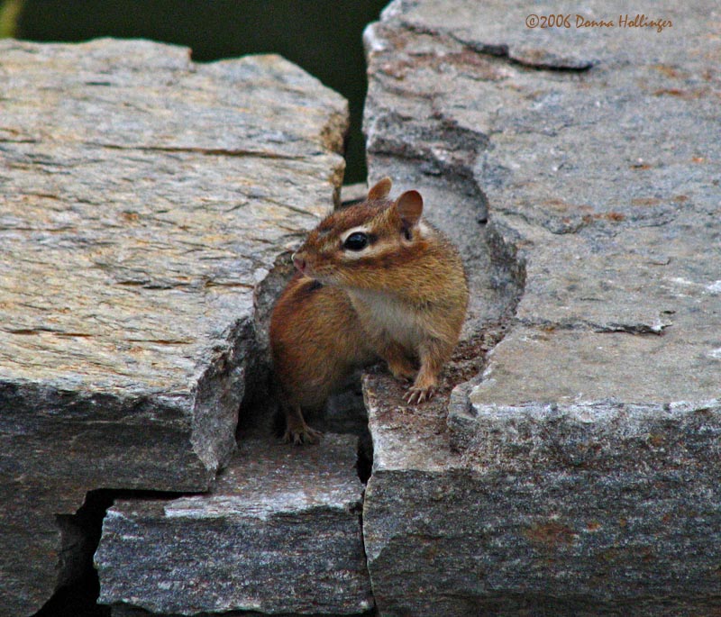 Confused chipmunk 