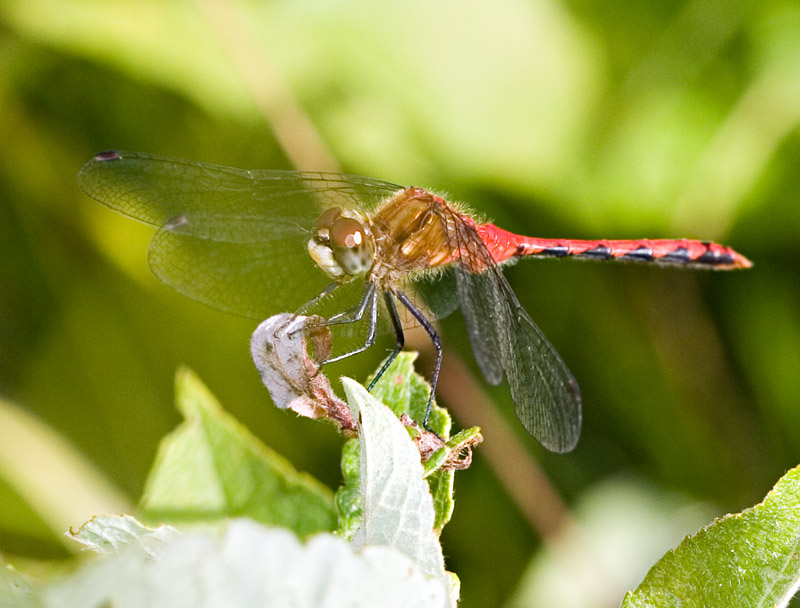 Whitefaced[?] Meadowhawk