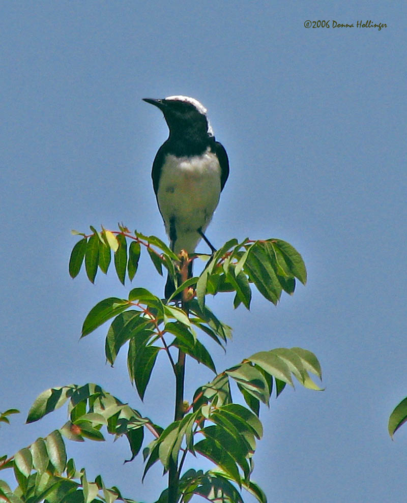 This [whitear] bird was flying