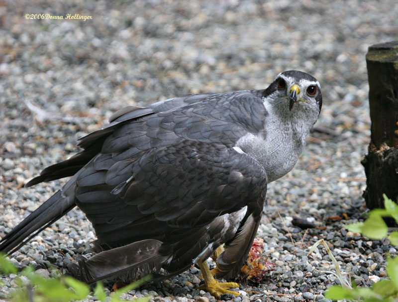 Goshawk [Accipiter gentilis]