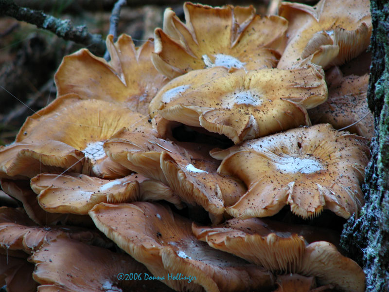 Tree Mushrooms