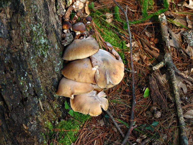 Tree Mushroom