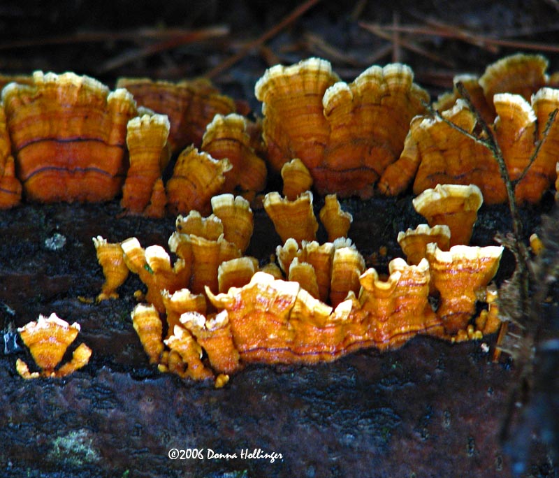 Shell pattern on Mushrooms