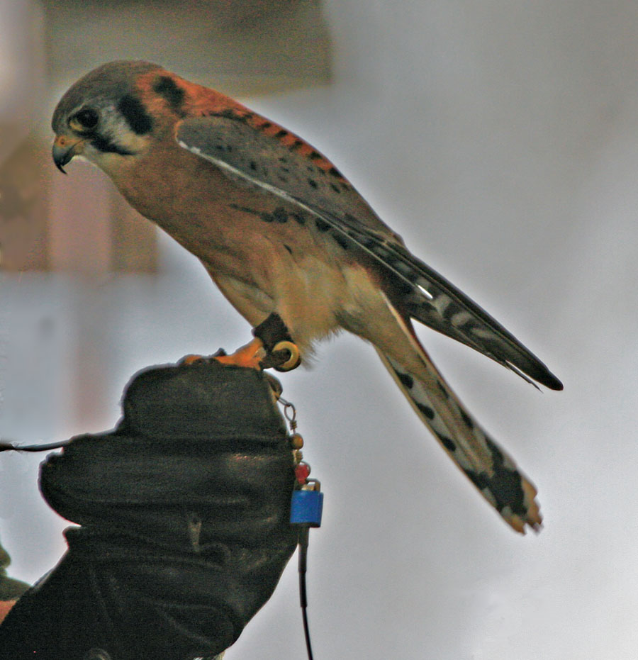 A little Hawk [Falco sparverius]
