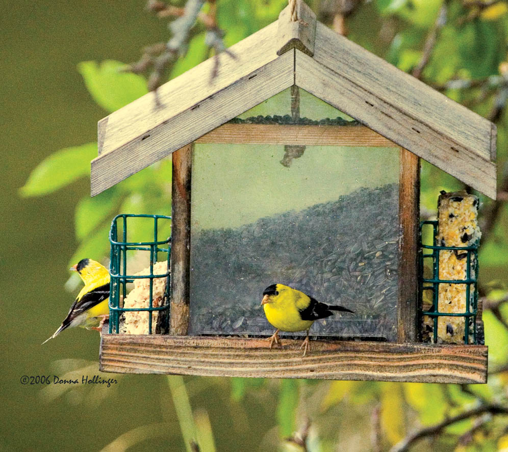 Two Goldfinches
