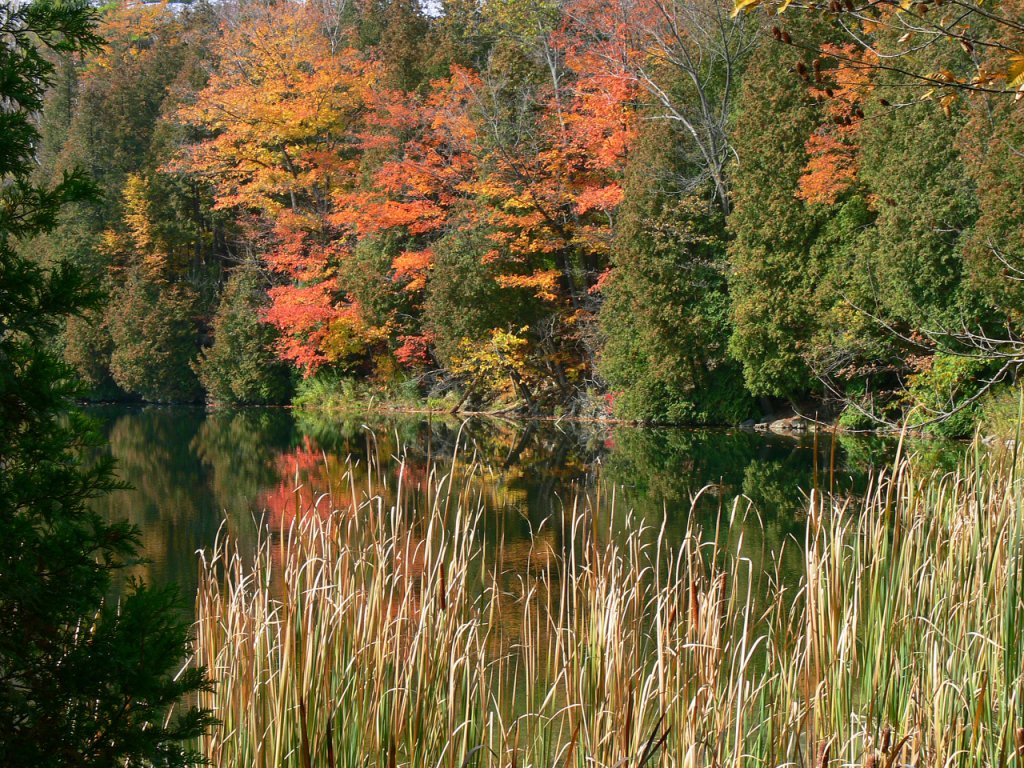 The colours of fall....