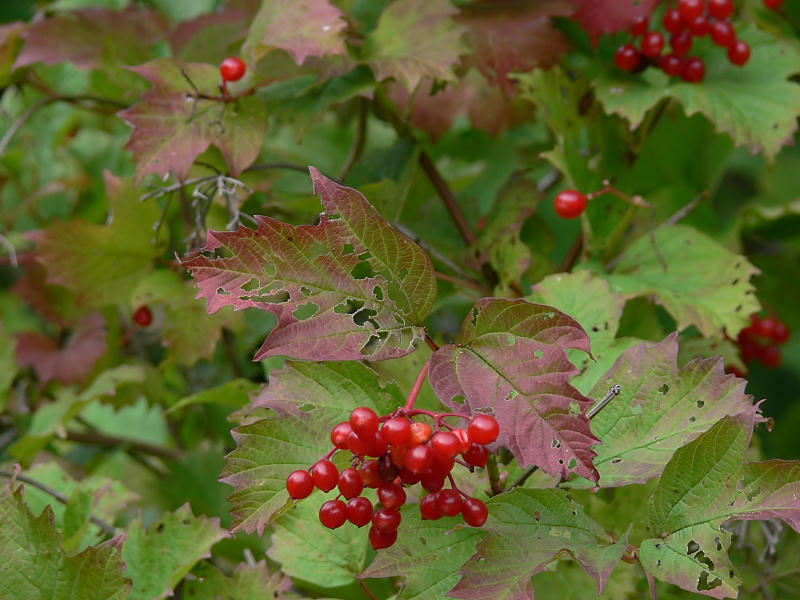 15 sep. Frukter p olvonet - Viburnum opulus - Fruit on the Guelder-rose