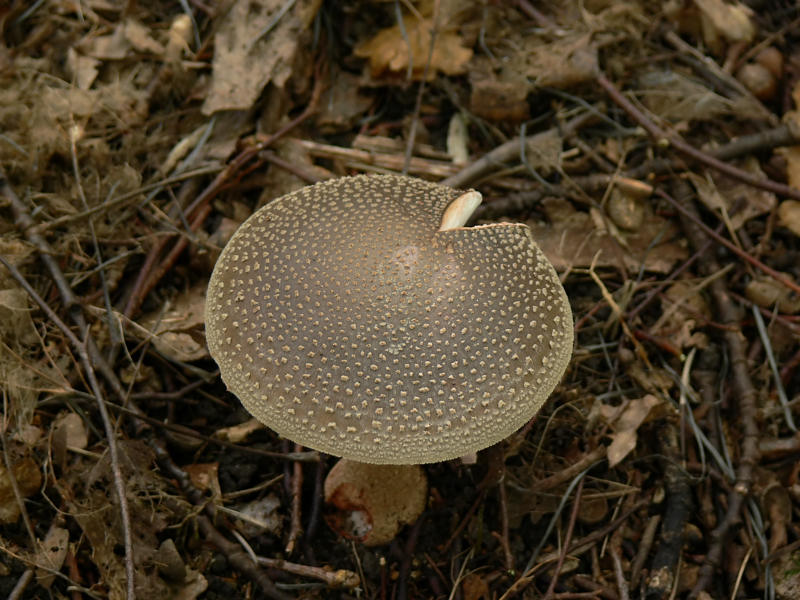 Rodnande flugsvamp - Amanita rubescens - European Blusher