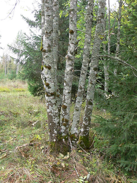Mjlig brosklav - Ramalina farinacea - Dotted ramalina