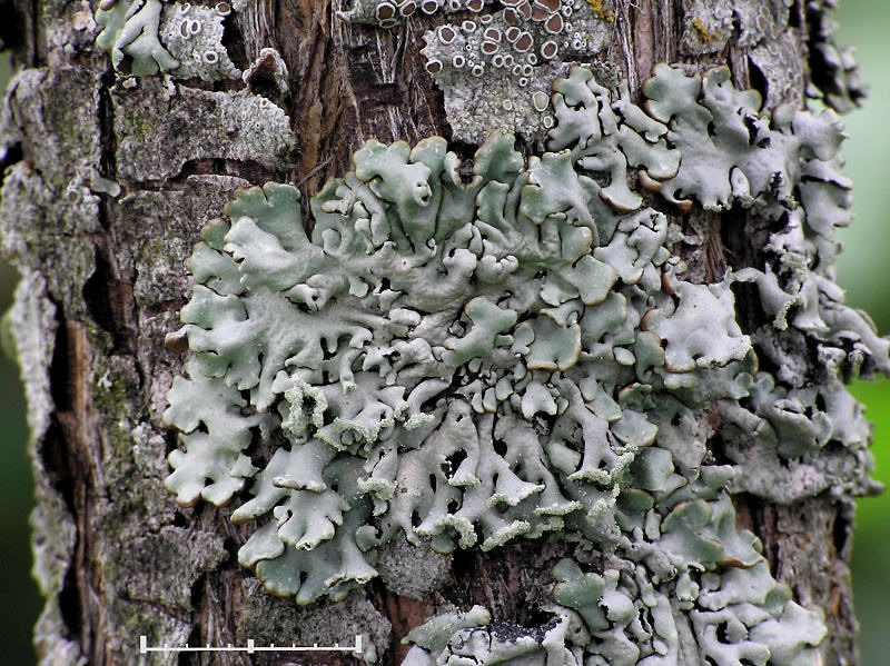 Blslav - Hypogymnia physodes - Monks hood or Hooded tube lichen