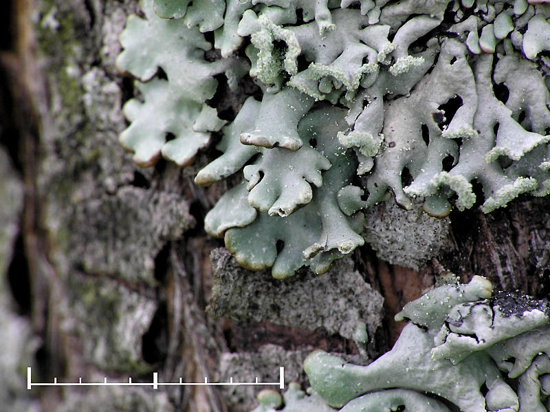 Blslav - Hypogymnia physodes - Monks hood or Hooded tube lichen