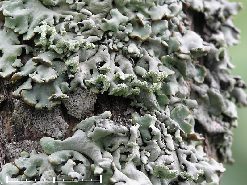 Blslav - Hypogymnia physodes - Monks hood or Hooded tube lichen