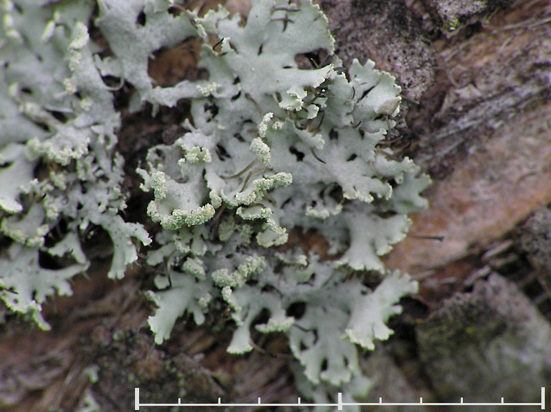 Finlav - Physcia tenella - Fringed rosette