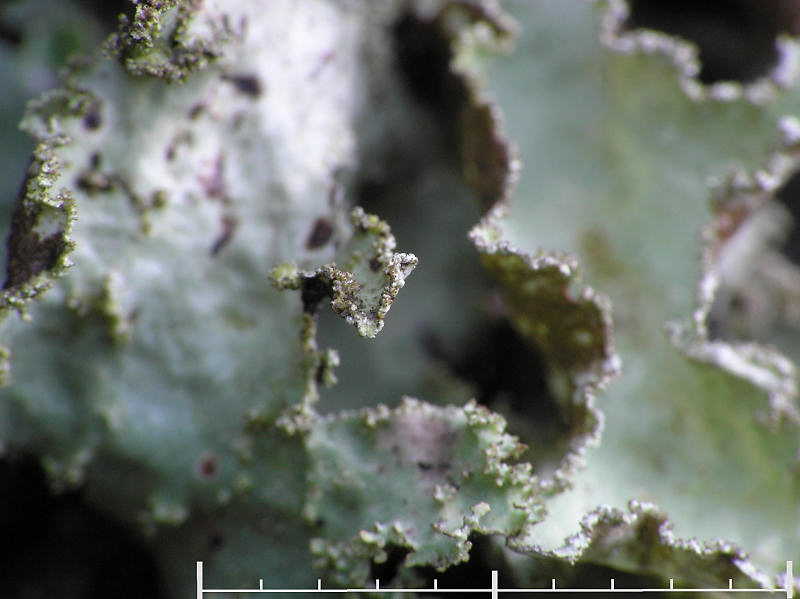 Nverlav - Platismatia glauca - Ragbag or Varied rag lichen
