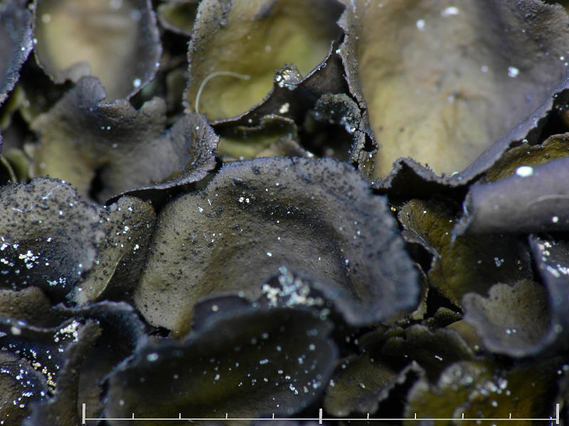 Glatt navellav - Umbilicaria polyphylla - Petalled rocktripe