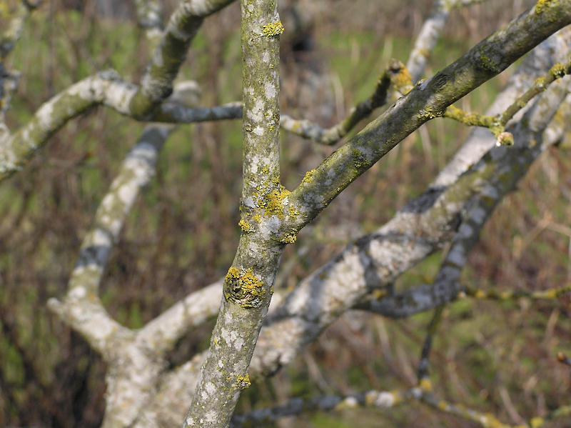 Mngfruktig vgglav - Xanthoria polycarpa - Pincushion orange