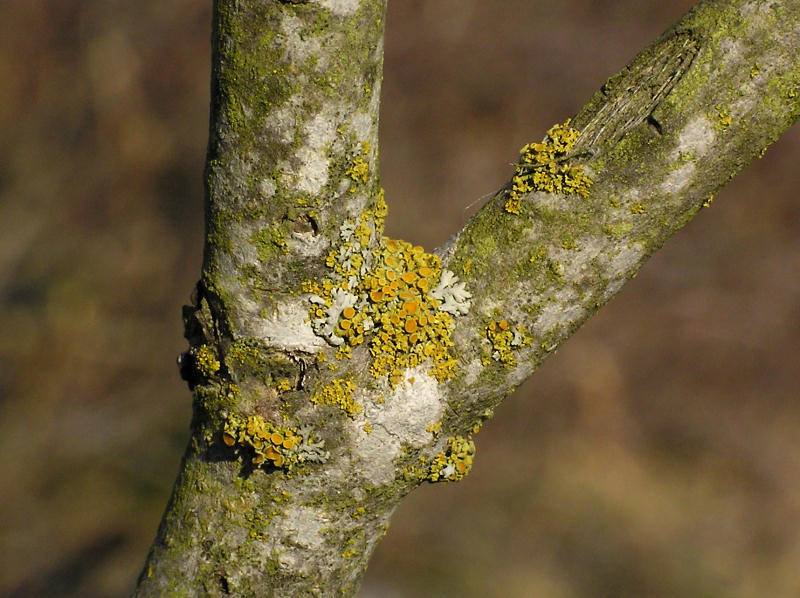 Mngfruktig vgglav - Xanthoria polycarpa - Pincushion orange