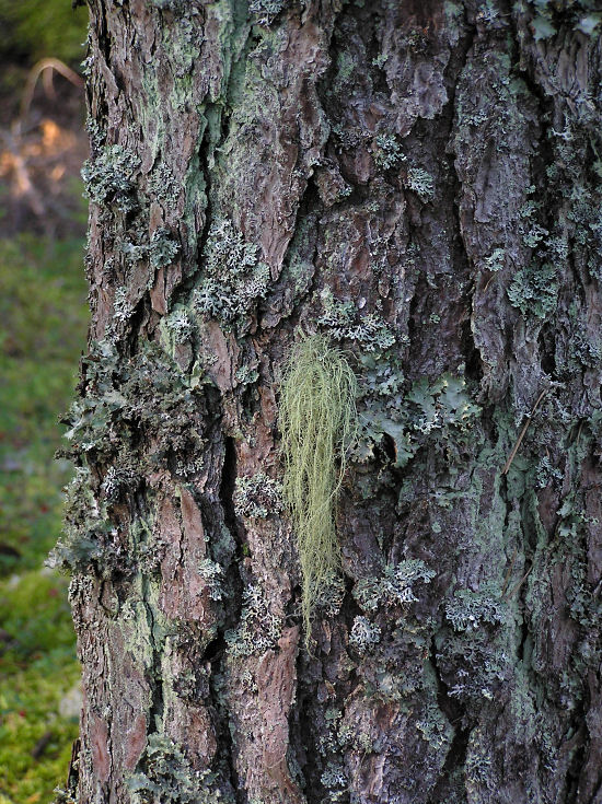 Skgglav - Usnea filipendula - Fishbone beard lichen