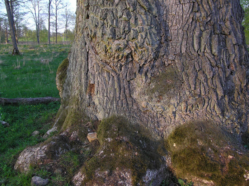 Grn spiklav - Calicium viride - Green stubble lichen