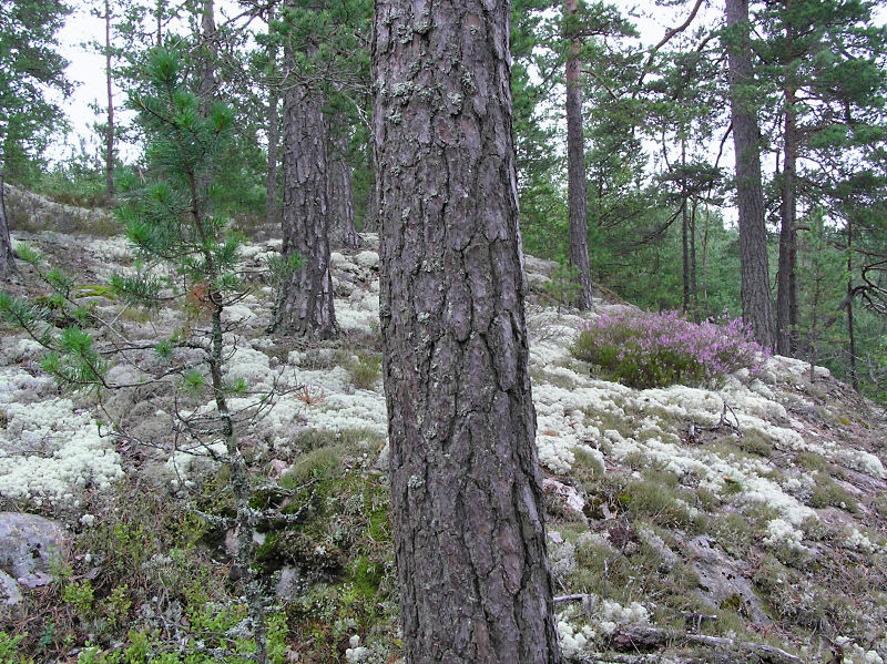 Flarnlav - Hypocenomyce scalaris - Common clam lichen