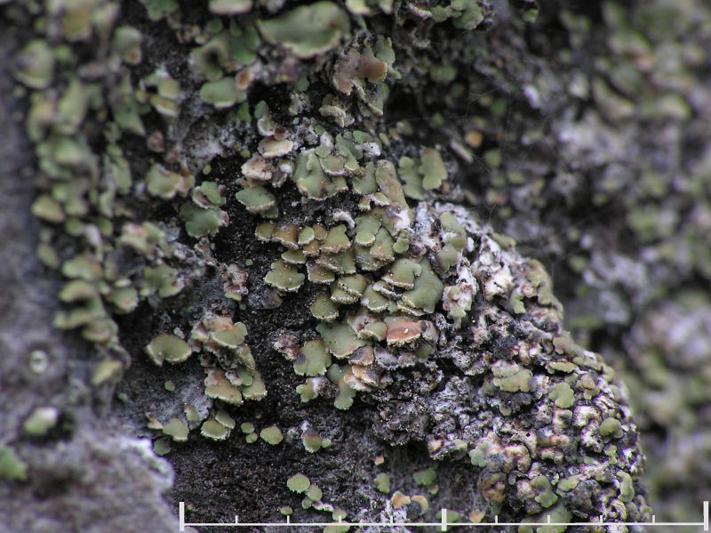 Flarnlav - Hypocenomyce scalaris - Common clam lichen