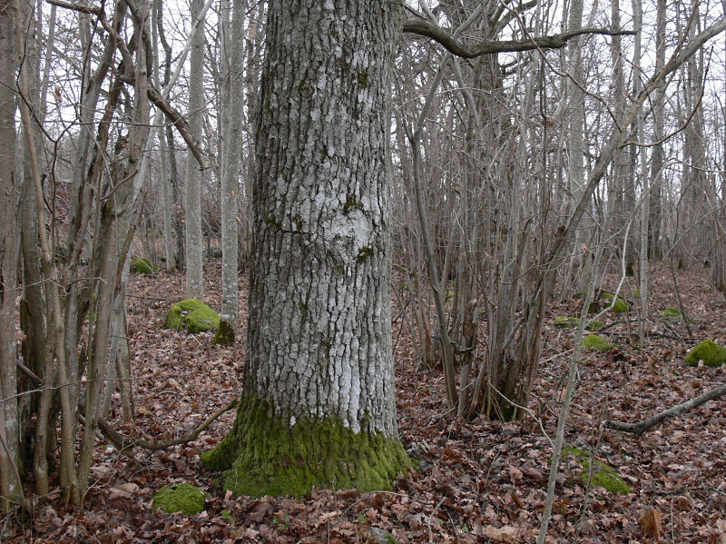 Bitterlav - Pertusaria amara - Bitter wart lichen