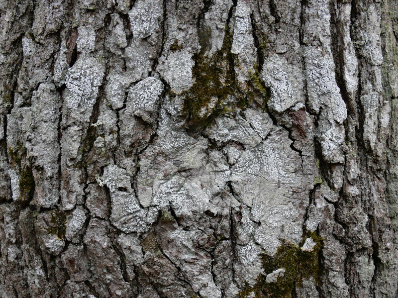 Bitterlav - Pertusaria amara - Bitter wart lichen