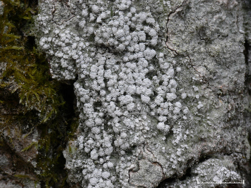 Bitterlav - Pertusaria amara - Bitter wart lichen