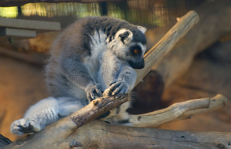 Lemur  0264