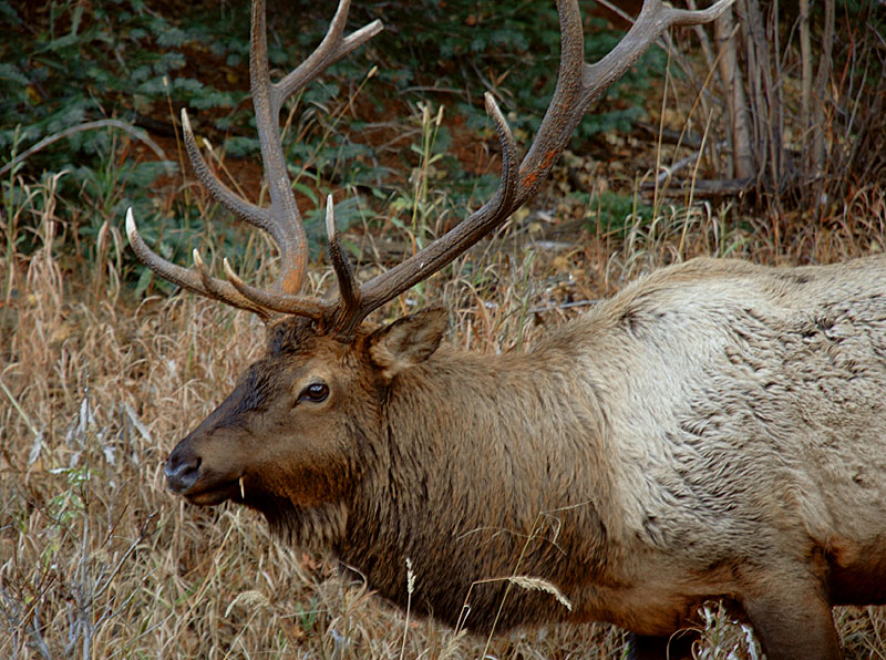 Elk Close-up