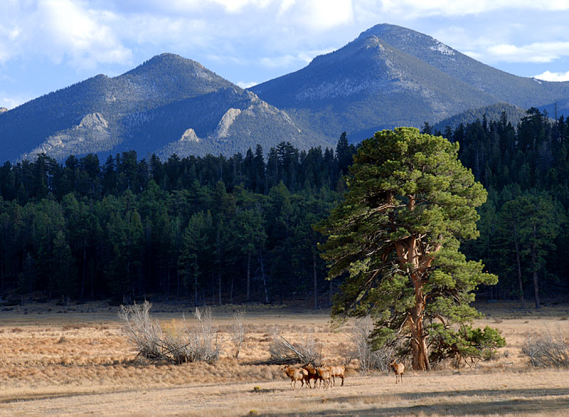 Elk In The Valley