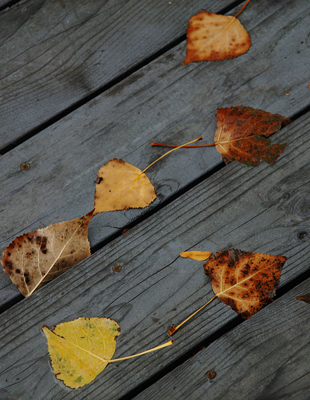 Deck Leaves