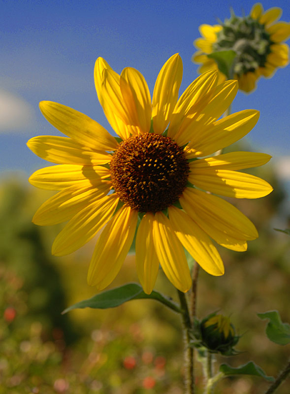 Sunny Flower