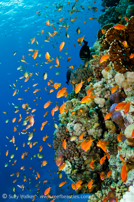 Red Sea Reef