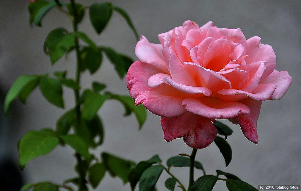 A beautiful rose