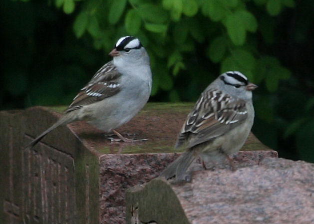 #81   White-crowned Sparrows