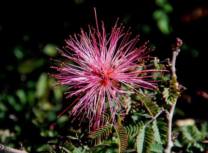 UC Botanical Gardens