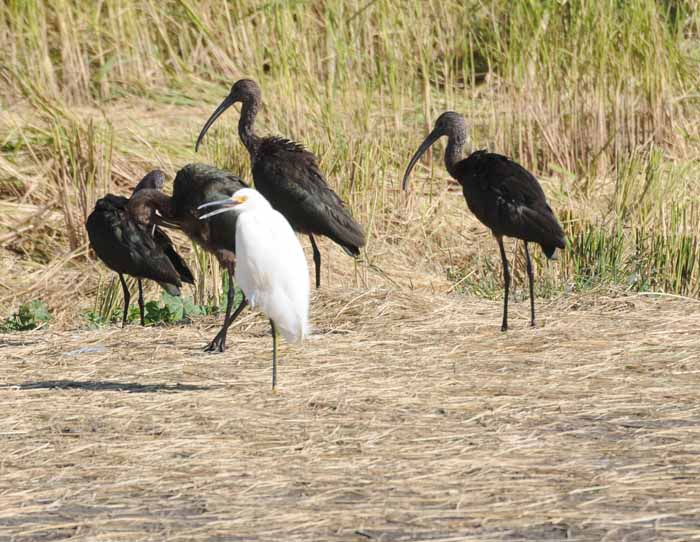 ibis move into the neighborhood amid protests